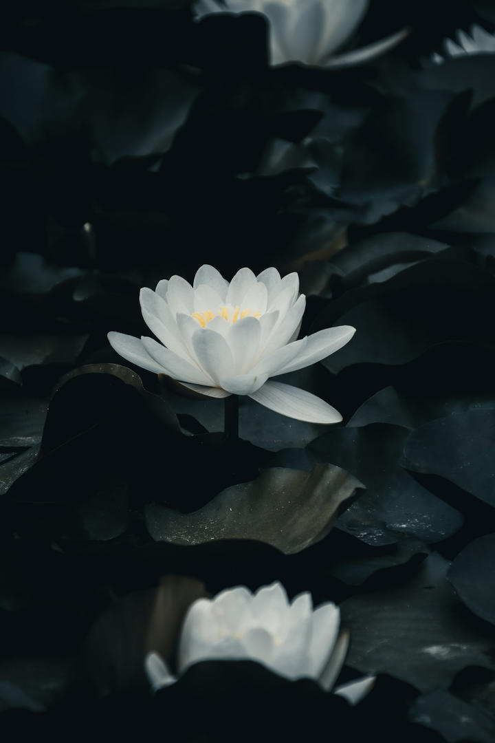 鲁迅的黑屋子理论怎么破解？应该让大家继续睡？还是应该叫醒？
